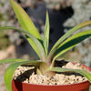 Smooth Agave Century Plant &