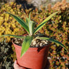 Smooth Agave Century Plant &