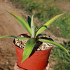 Smooth Agave Century Plant &