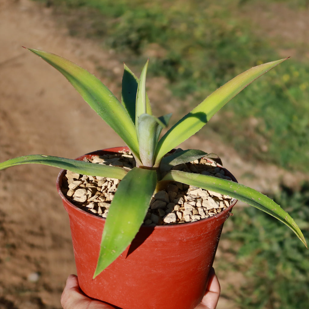 Smooth Agave Century Plant &