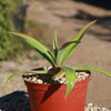 Smooth Agave Century Plant &