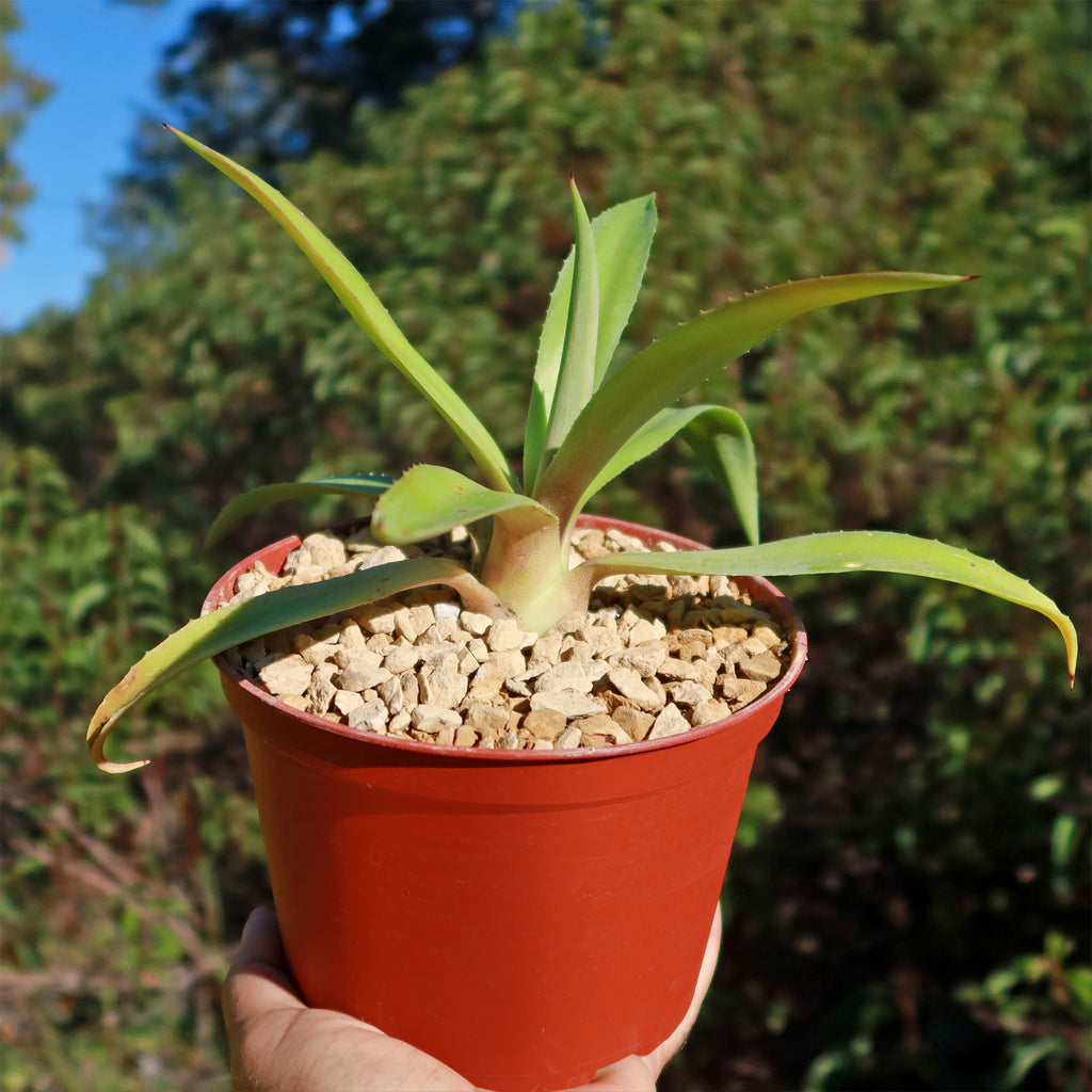 Smooth Agave Century Plant &