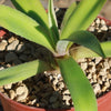 Smooth Agave Century Plant &