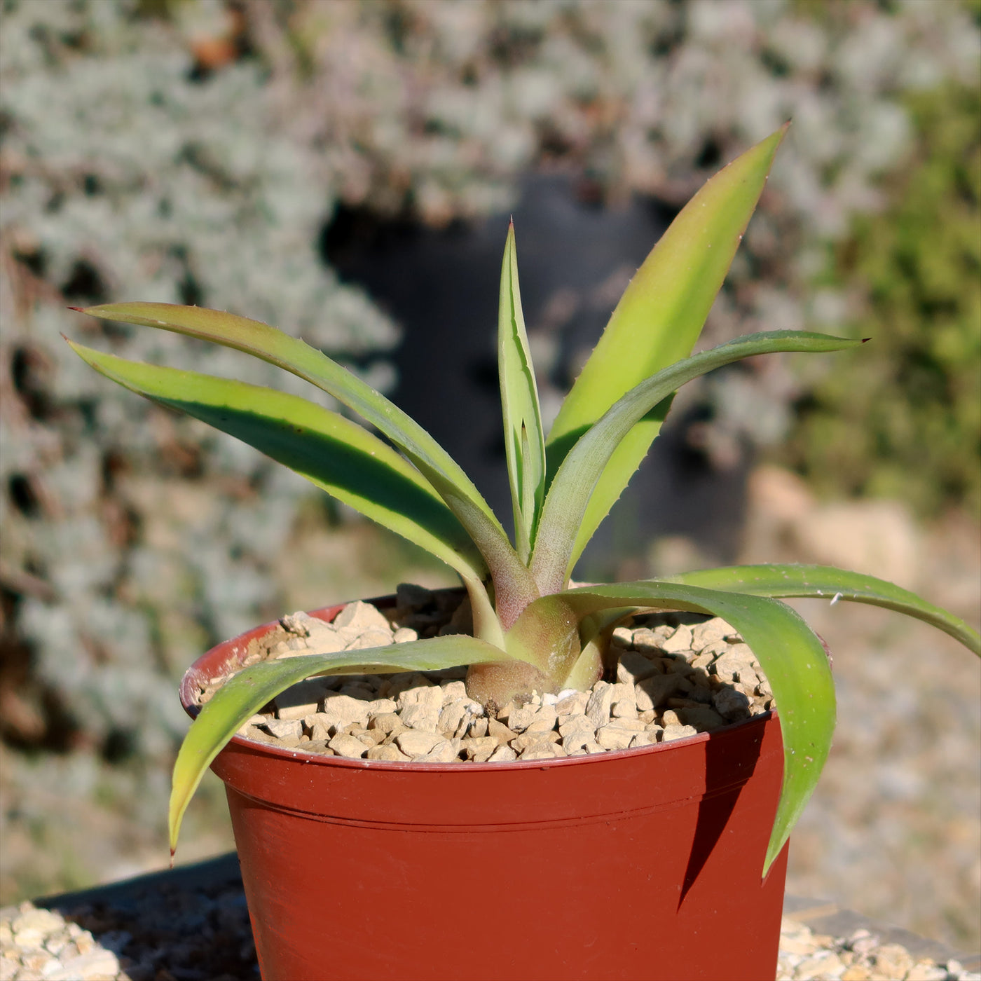 jade agave plant Smooth Agave Century Plant 'Agave desmettiana'