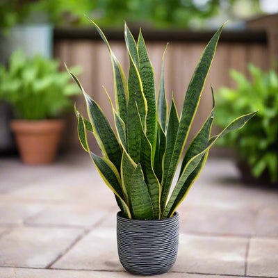 Variegated Snake Plant - Sansevieria laurentii