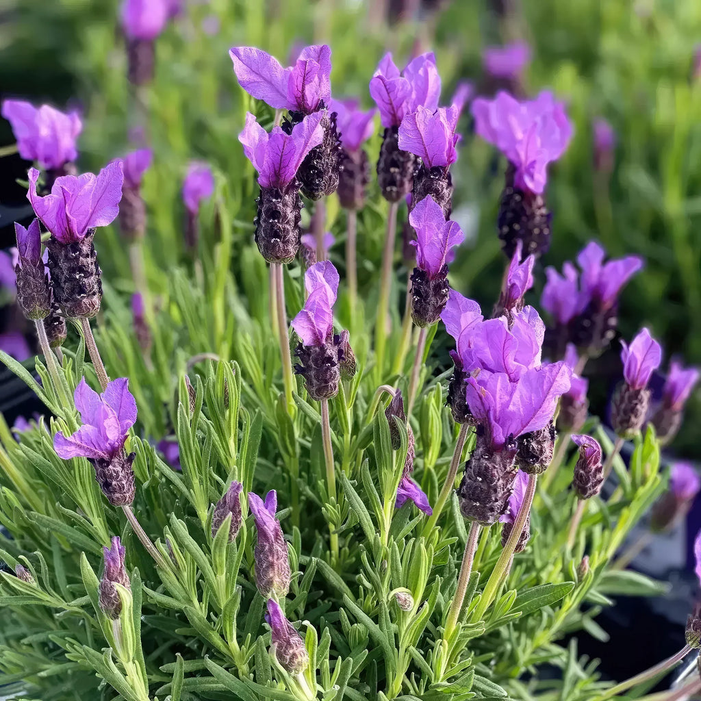 Spanish Lavender ‘Lavandula stoechas’