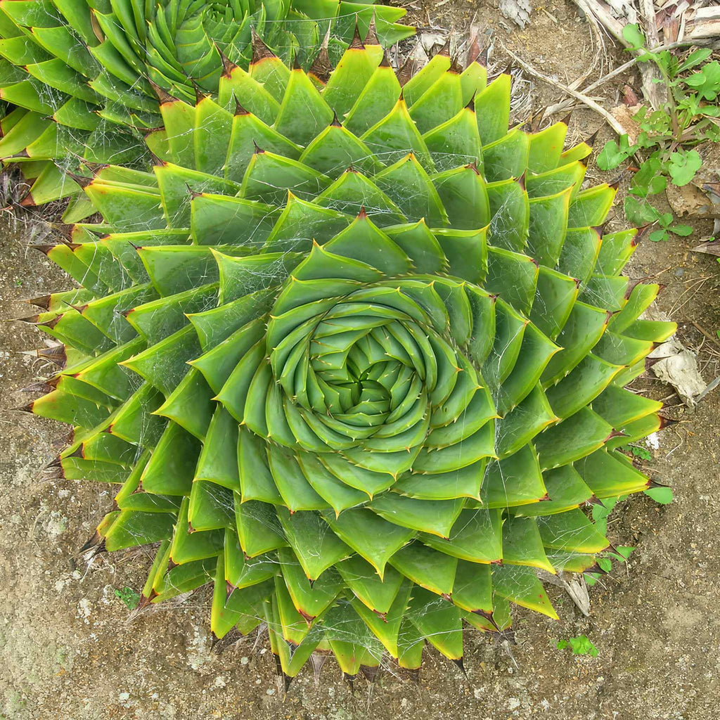 Spiral Aloe – Aloe polyphylla