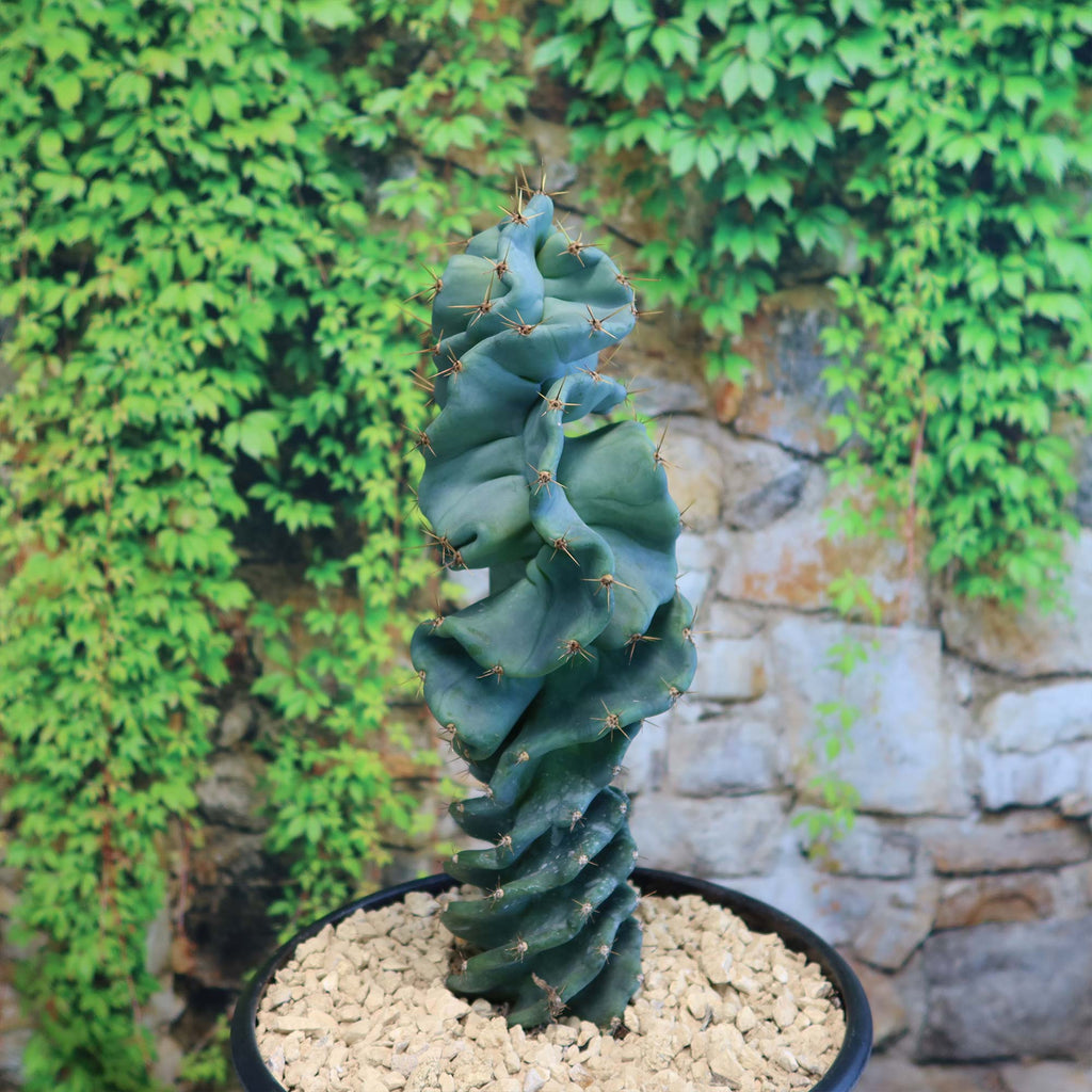 Cereus spiralis &