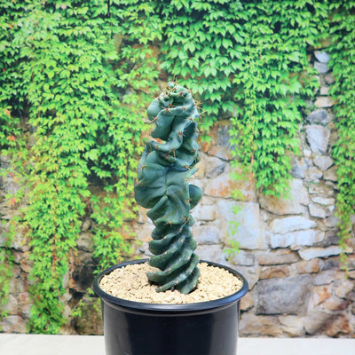 Cereus spiralis 'Turbulence'