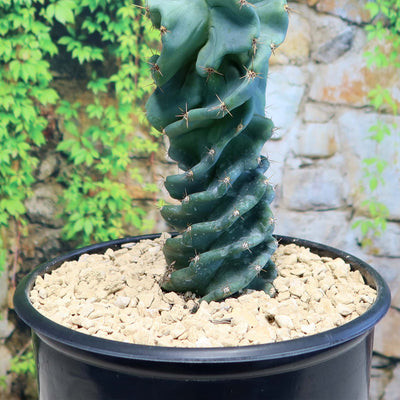Cereus spiralis 'Turbulence'
