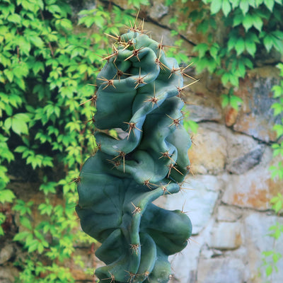 Cereus spiralis 'Turbulence'