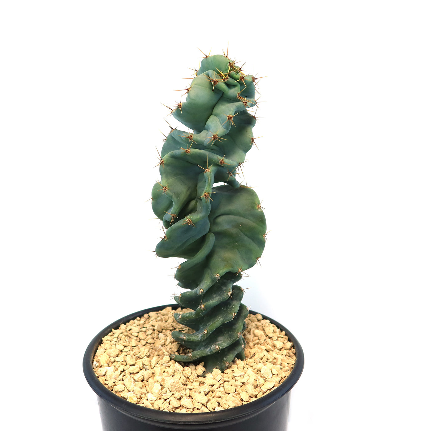 Cereus spiralis 'Turbulence'