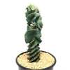 Cereus spiralis &
