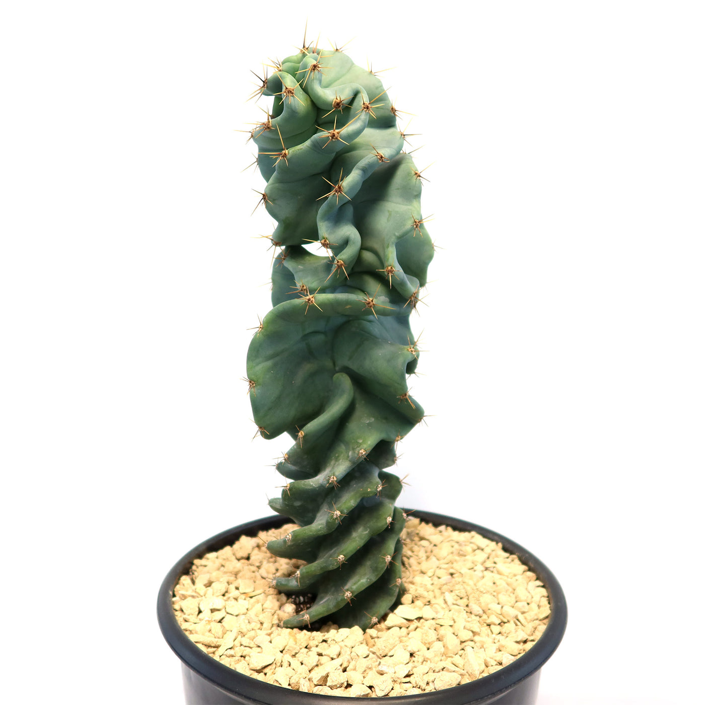 Cereus spiralis 'Turbulence'