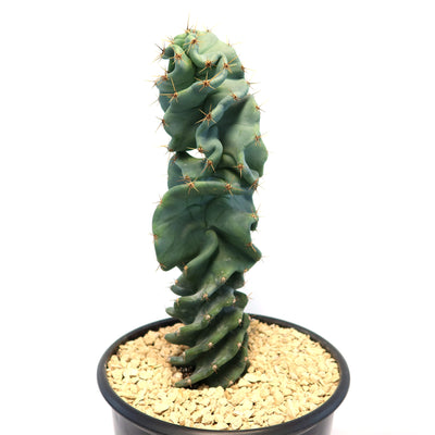 Cereus spiralis 'Turbulence'