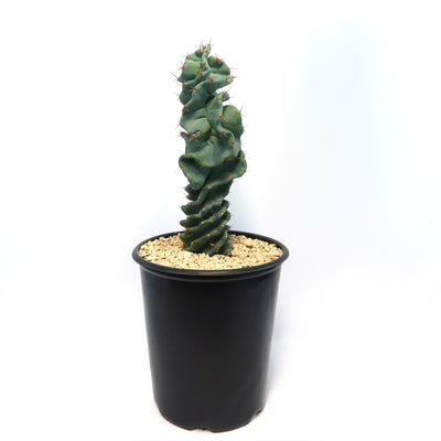 Cereus spiralis 'Turbulence'