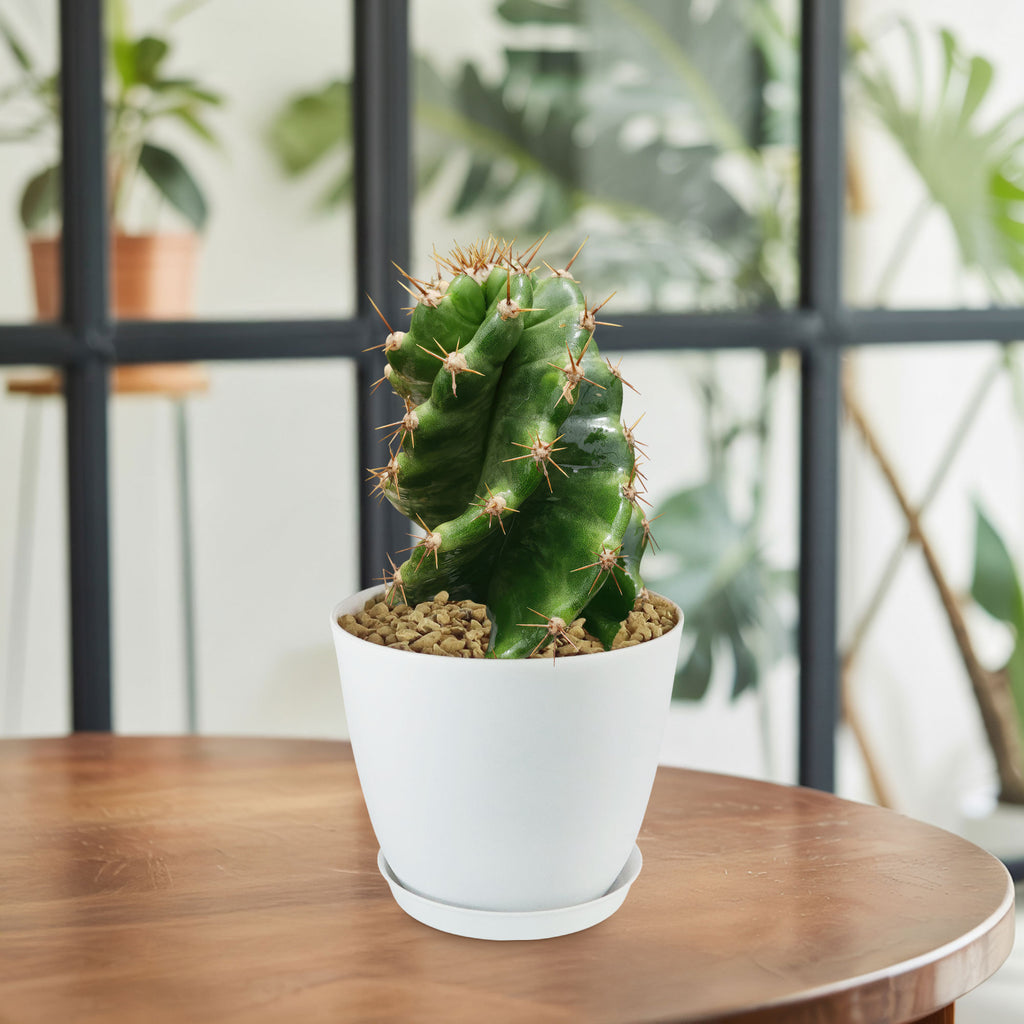 Spiral Cactus - Cereus forbesii &