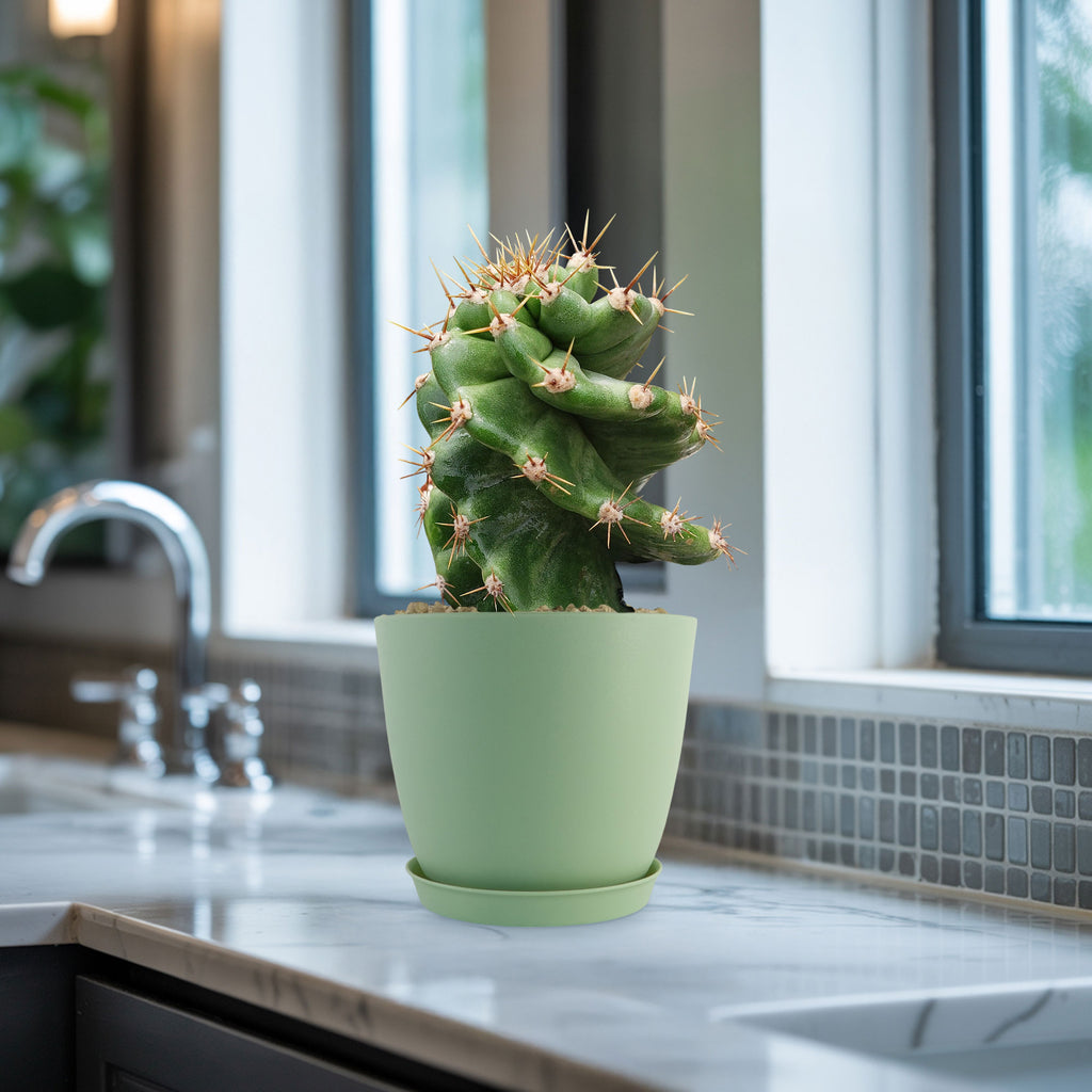 Spiral Cactus - Cereus forbesii &