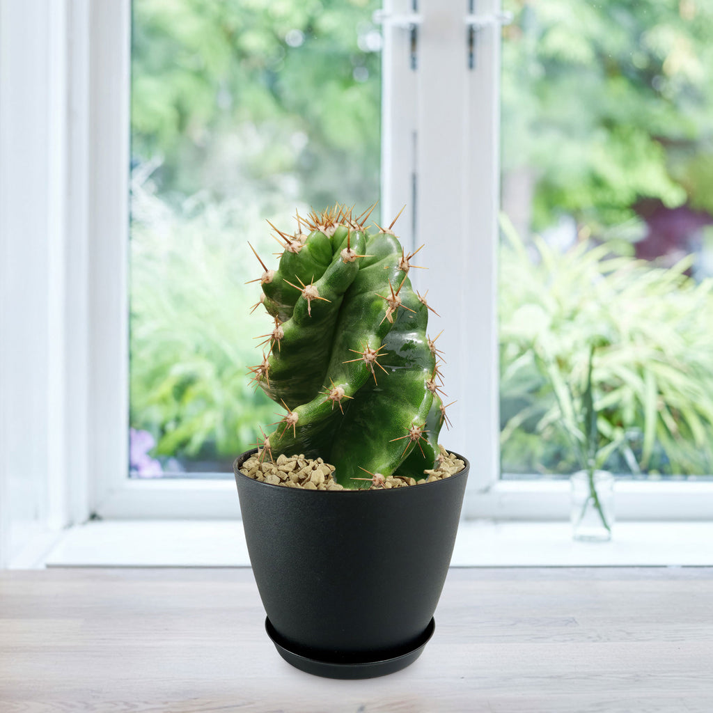 Spiral Cactus - Cereus forbesii &