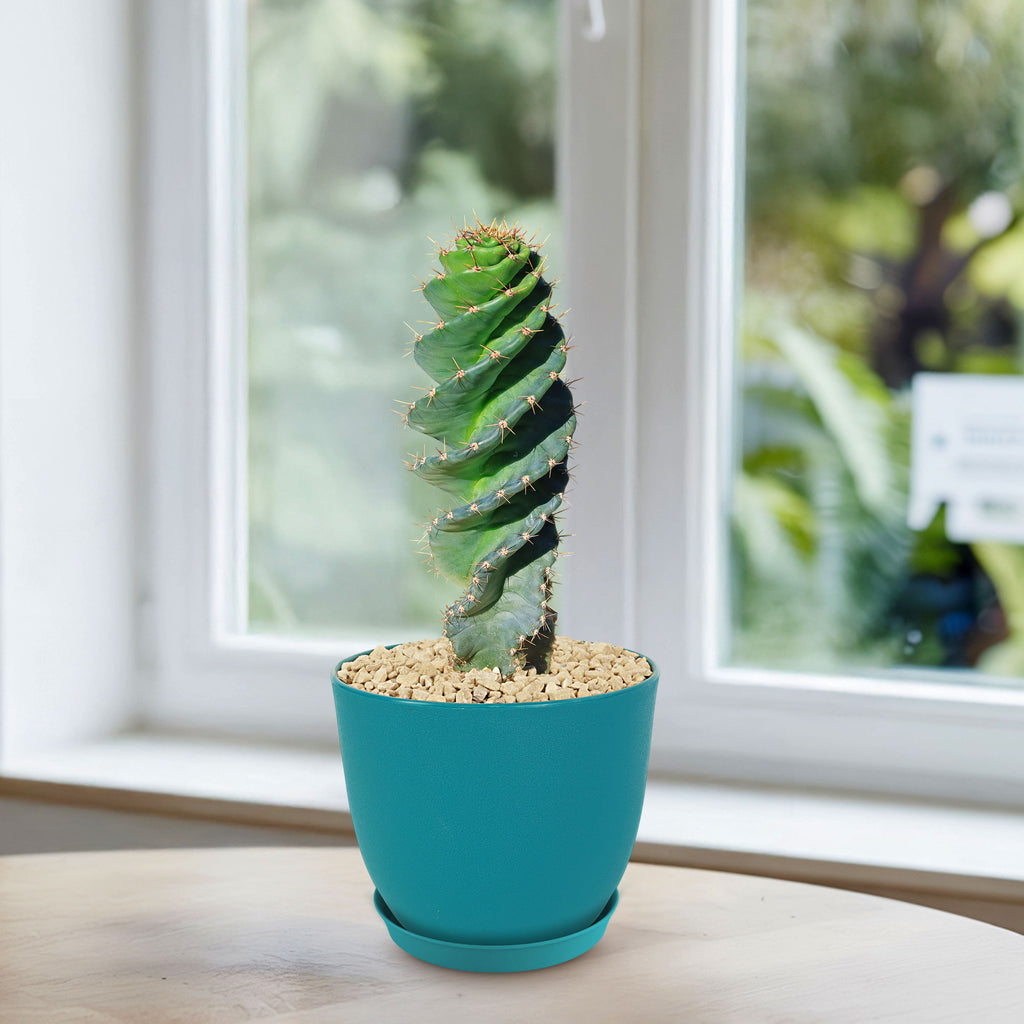 Spiral Cactus - Cereus forbesii &