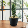 Spiral Cactus - Cereus forbesii &