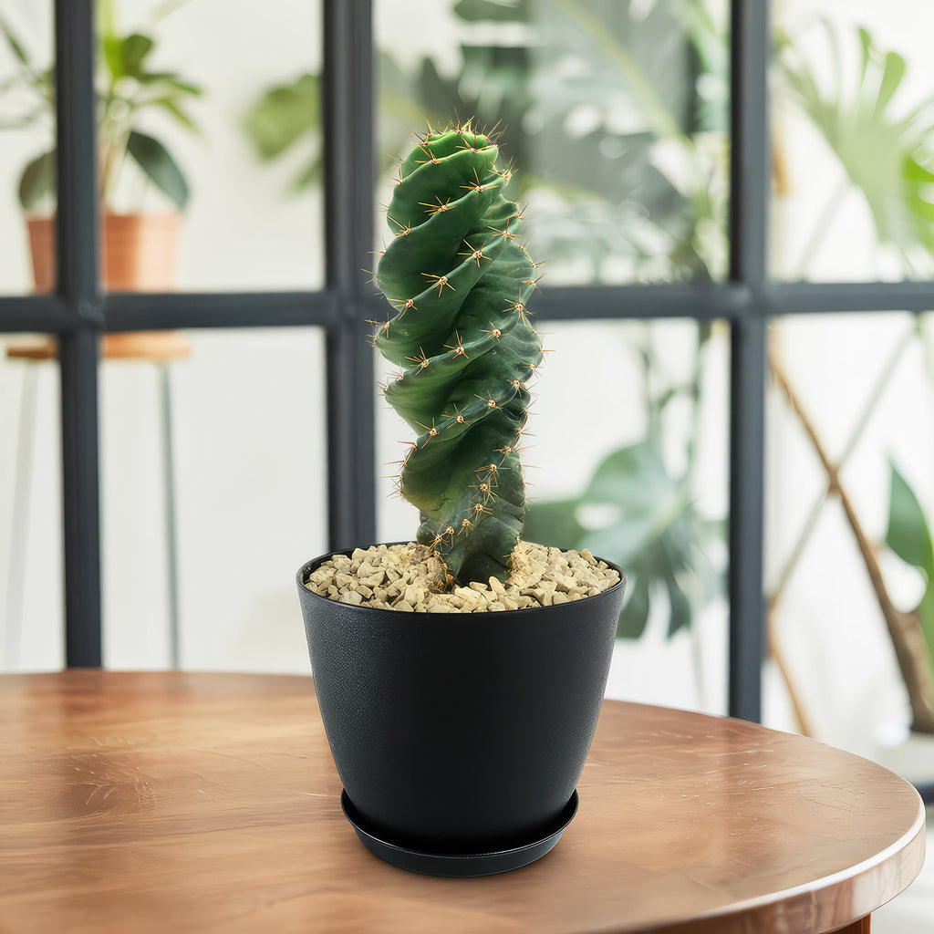 Spiral Cactus - Cereus forbesii &