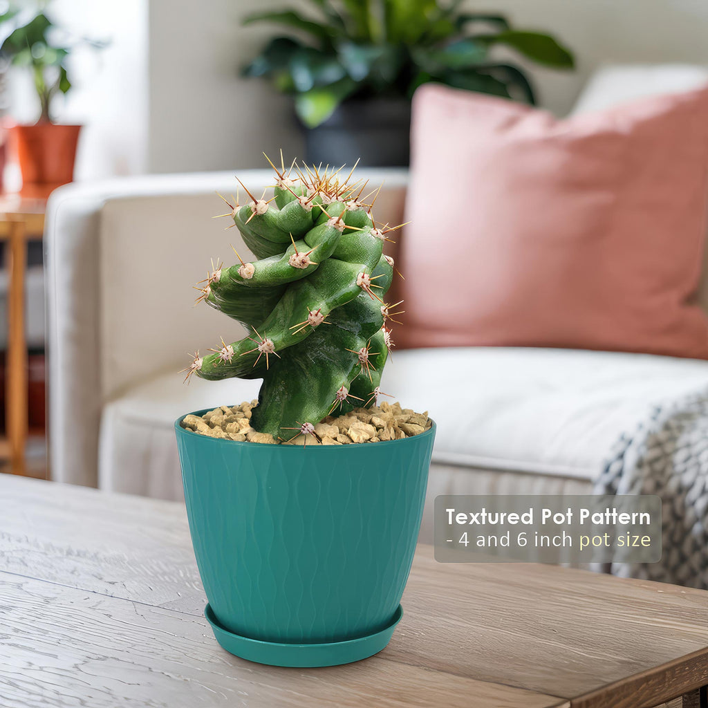 Spiral Cactus - Cereus forbesii &