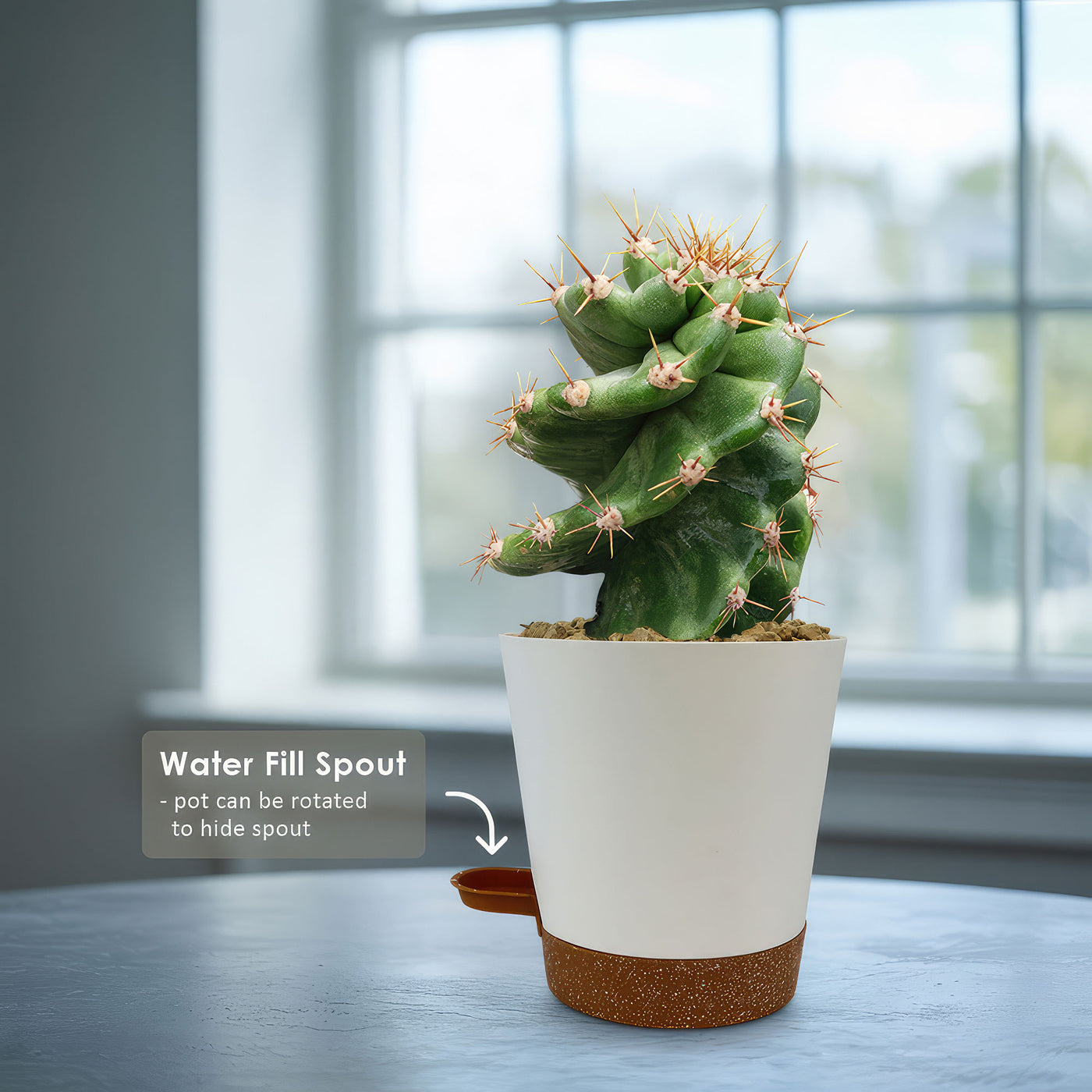 Spiral Cactus - Cereus forbesii 'spiralis'