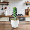 Spiral Cactus - Cereus forbesii &