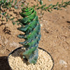 Spiral Cactus - Cereus forbesii &