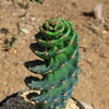 Spiral Cactus - Cereus forbesii &