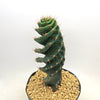 Spiral Cactus - Cereus forbesii &