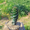 Spiral Cactus - Cereus forbesii &