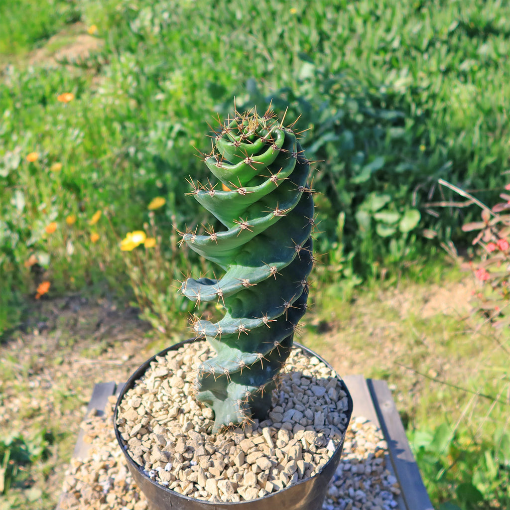 Spiral Cactus - Cereus forbesii &