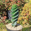 Spiral Cactus - Cereus forbesii &