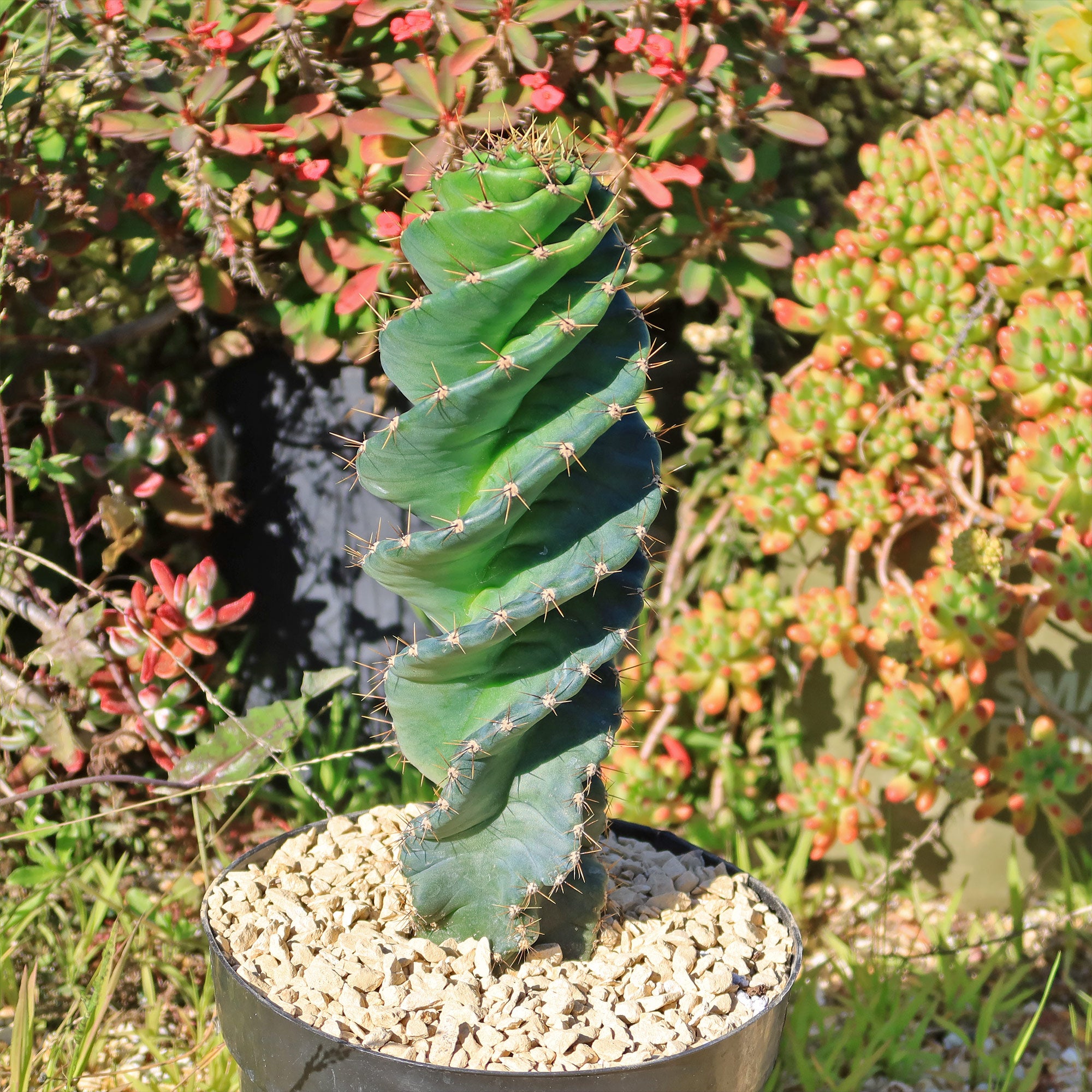 Spiral Cactus - Cereus forbesii 'spiralis