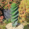 Spiral Cactus - Cereus forbesii &