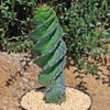 Spiral Cactus - Cereus forbesii &