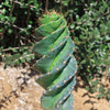 Spiral Cactus - Cereus forbesii &