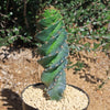 Spiral Cactus - Cereus forbesii &