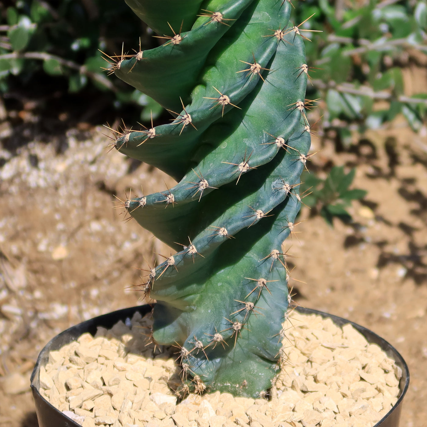 Spiral Cactus - Cereus forbesii 'spiralis