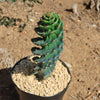 Spiral Cactus - Cereus forbesii &