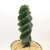 Spiral Cactus - Cereus forbesii &