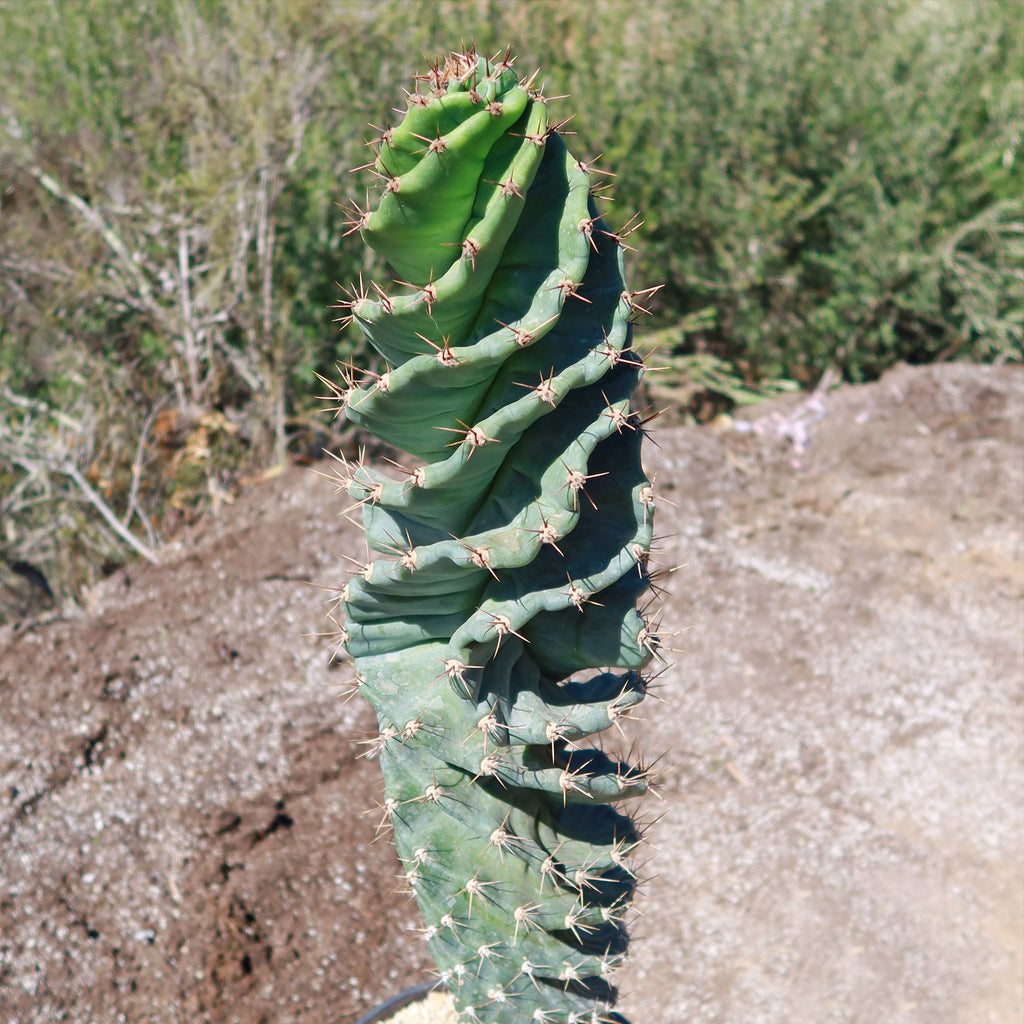 Spiral Cactus - Cereus forbesii &