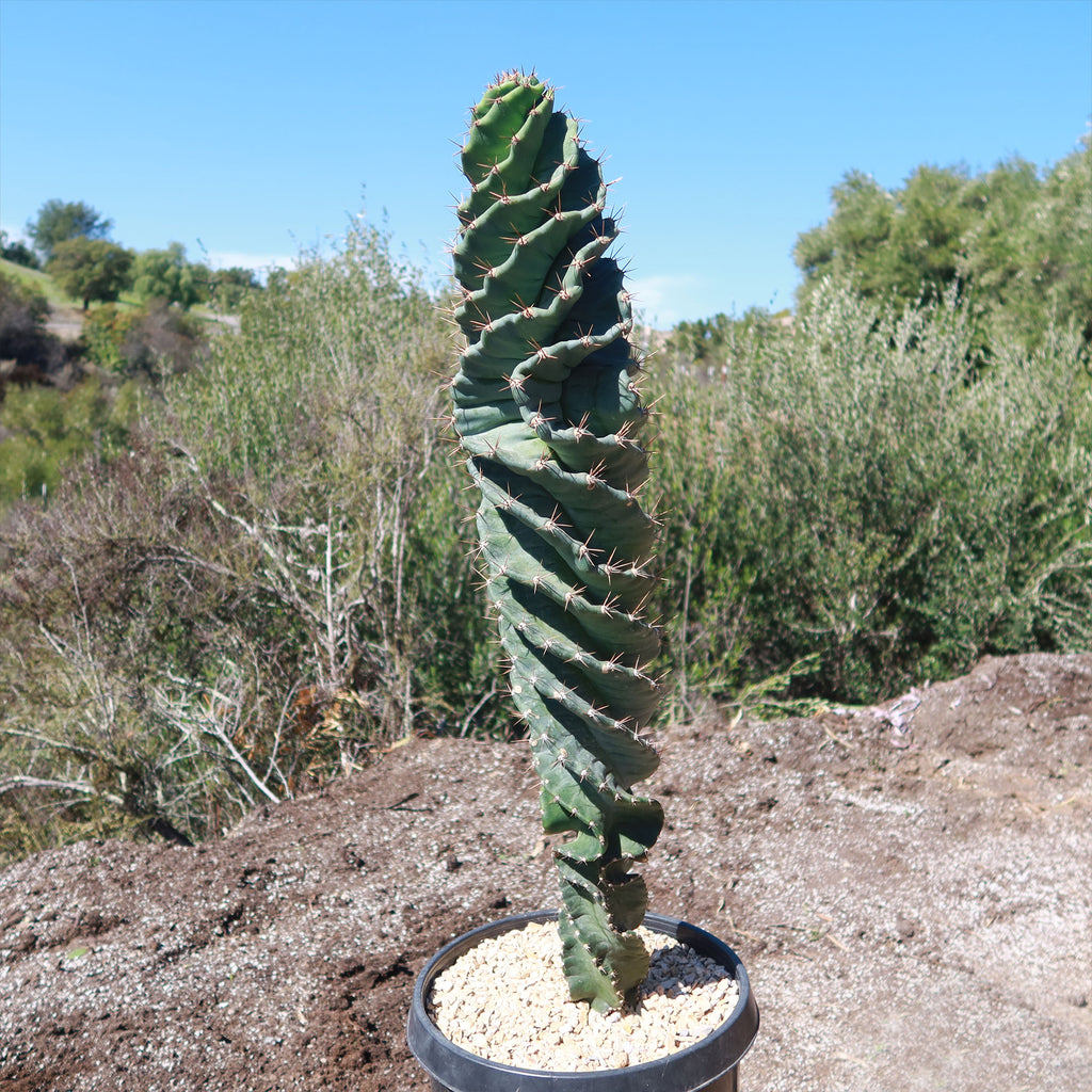 Spiral Cactus - Cereus forbesii &