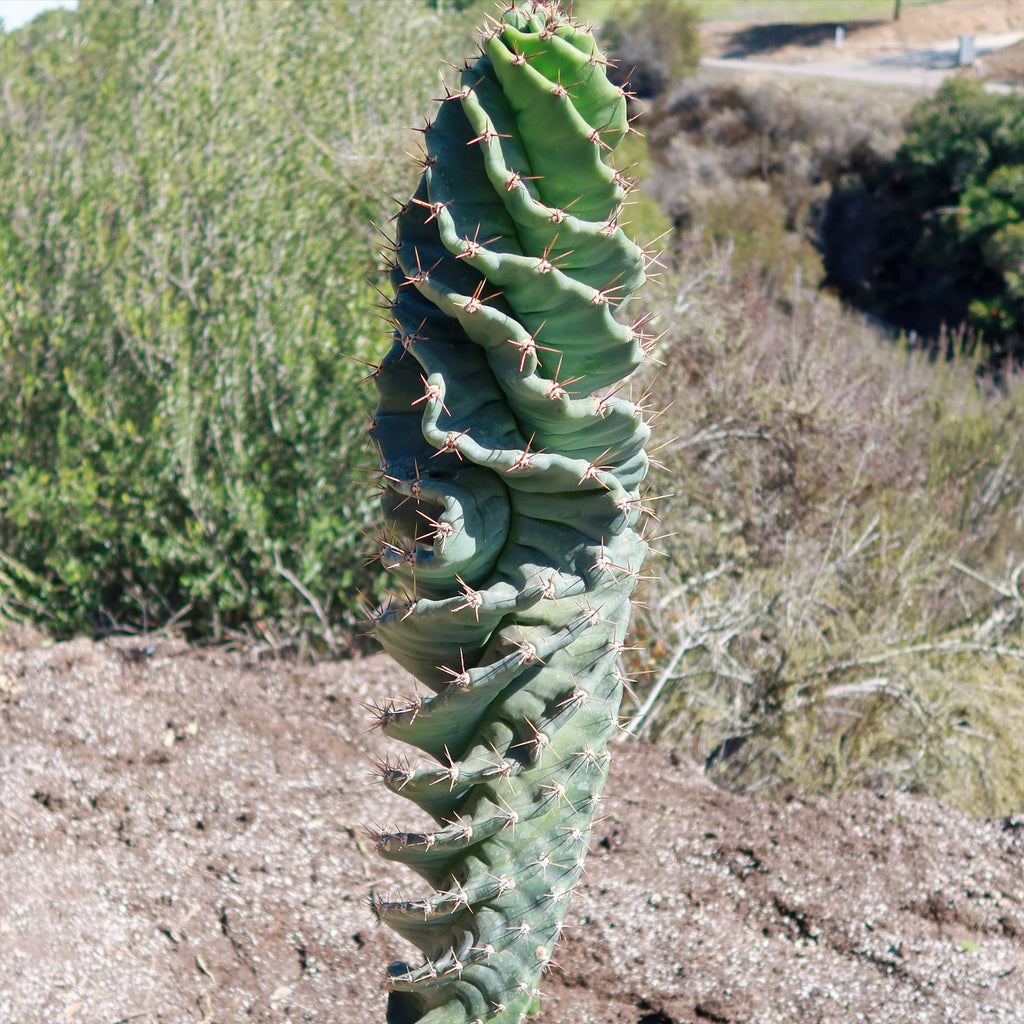 Spiral Cactus - Cereus forbesii &