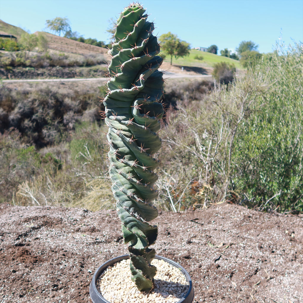 Spiral Cactus - Cereus forbesii &