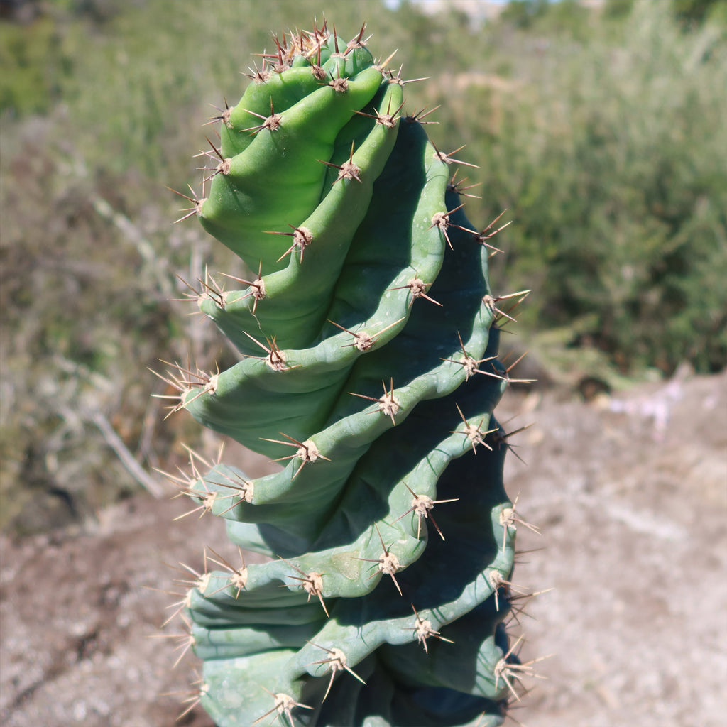 Spiral Cactus - Cereus forbesii &