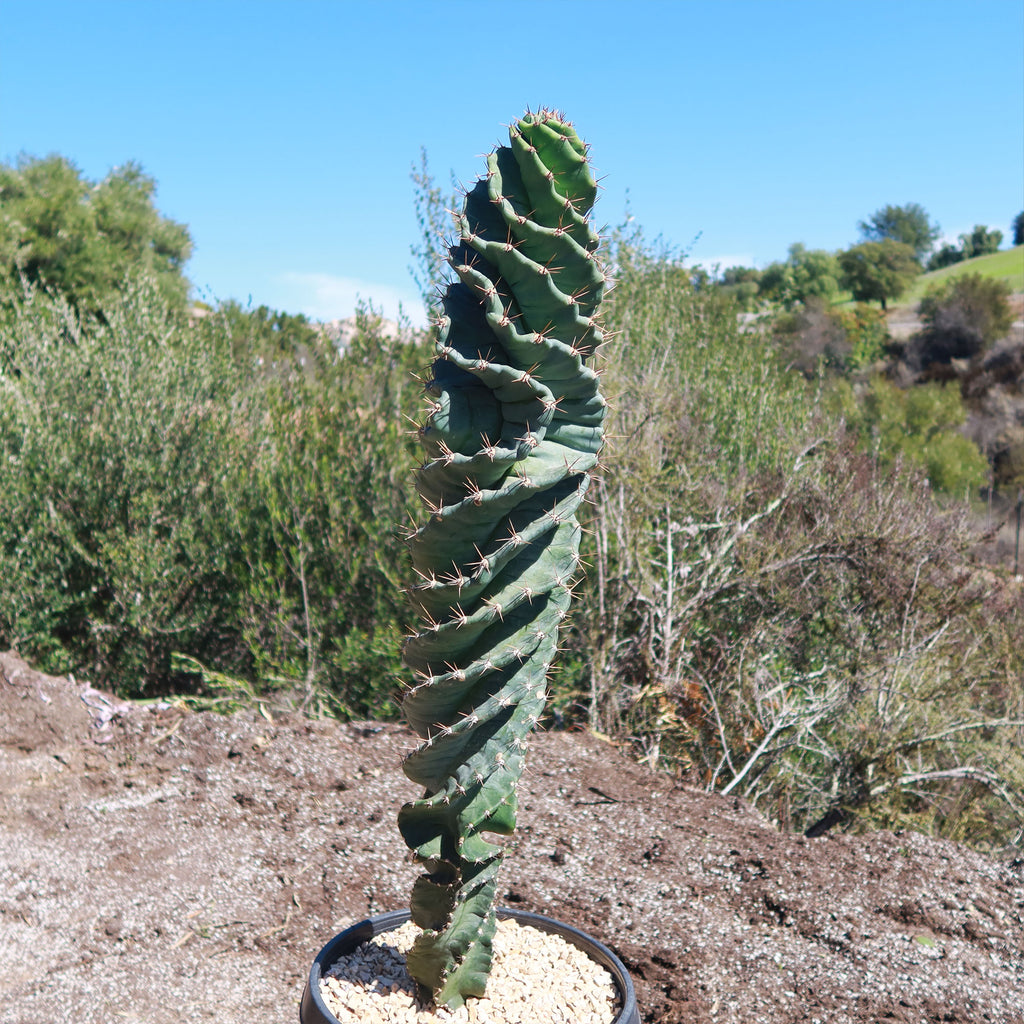 Spiral Cactus - Cereus forbesii &