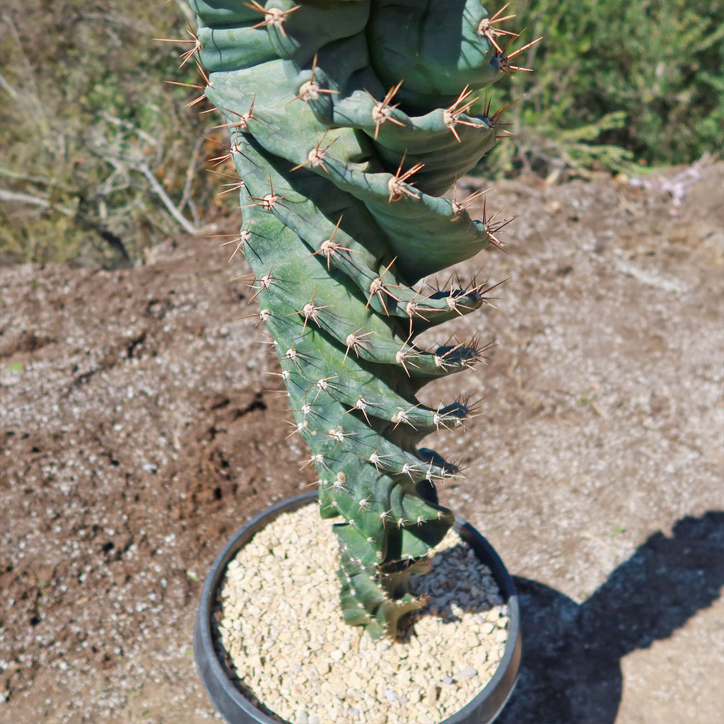 Spiral Cactus - Cereus forbesii &
